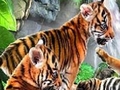 Tigers Greannmhar a imirt ar líne