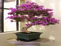 Bhfreagra Bougainvillea a imirt ar líne