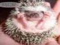 Stoned hedgehog a imirt ar líne